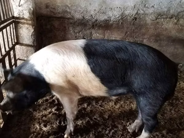 Boar, 