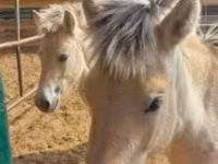 Kanca, lcelandic horse — 3. fotó