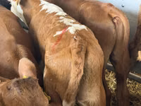 أبقار (دفعة، الجنس غير محدد), Simmental cattle — الصورة 5
