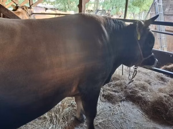 Bull, Jersey breed — Hungary