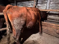 Vaca, Simmental cattle — foto 2