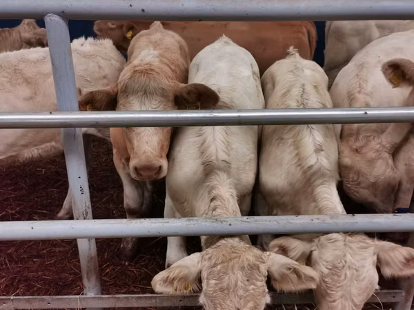 Kvæg (parti, køn ikke angivet), Charolais cattle