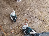 Geese — photo 2