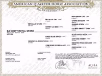 مادیان, Quarter Horse — عکس 4