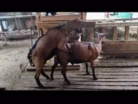 Ri’ lab, Goats — sawirka 1
