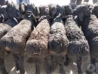 اسب نر, اسب — عکس 3