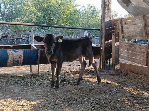 Cow, Aberdeen-Angus — Kazakhstan