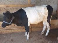 母牛, Cattle — 照片 4
