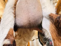 Goat, Nubian Goat — photo 3