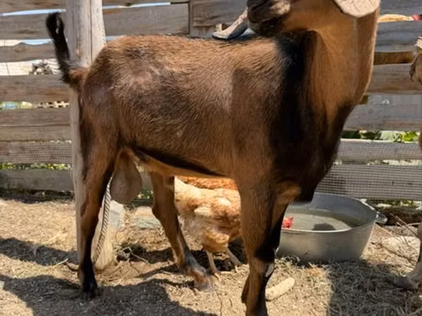 Goat, Nubian Goat — Kazakhstan