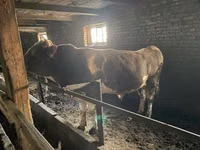 Banteng, Simmental cattle — foto 3