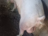 Boar — photo 1
