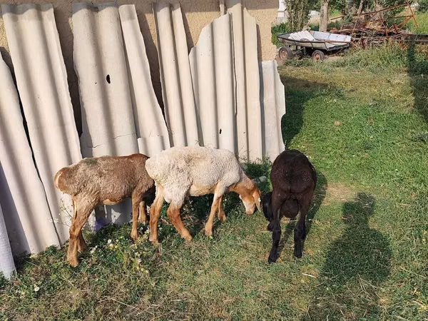 Ram, Sheep — Kyrgyzstan