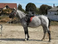Mare, Horses — photo 3