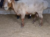 Ram, Sheep — photo 1