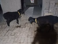公羊, Sheep — 照片 6