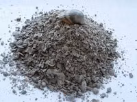 Ракушка кормовая каспийская — ፎቶ 2