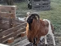 Widder, Cameroon sheep — Foto 2