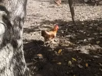 Chickens — foto 3