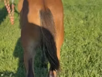 حصان, Rocky Mountain Horse — الصورة 2
