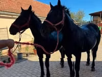 Kůň, Koně — foto 2