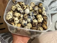 Мясо перепела — फ़ोटो 2