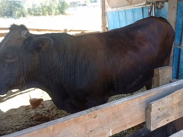 Bull, Brown Latvian — Kyrgyzstan