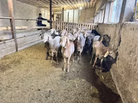 Овен, Rhon sheep — снимка 3