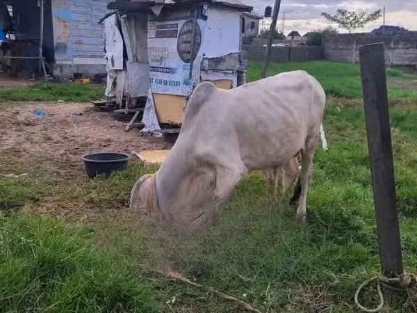 Vache, Brahmane