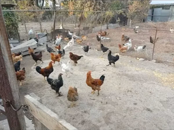 Chickens — Kyrgyzstan