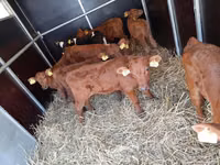 Bovini (lotto, sesso non specificato), Mucca limousine — foto 1