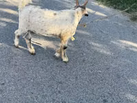 Goat, Nubian Goat — photo 4