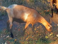 Capra, Capre — foto 2