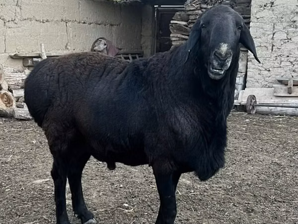 Beran, Rhon sheep
