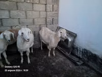 Kambing jantan, Goats — foto 7