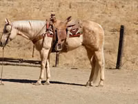 Kobila, Quarter Horse — fotografija 3