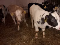 Byk, Simmental cattle — zdjęcie 2