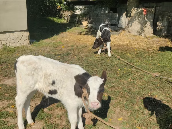Cow, Russian Black pied cattle — Moldova