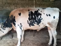 گاو نر, Russian Black pied cattle — عکس 1