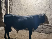 Bull, Cattle — photo 1