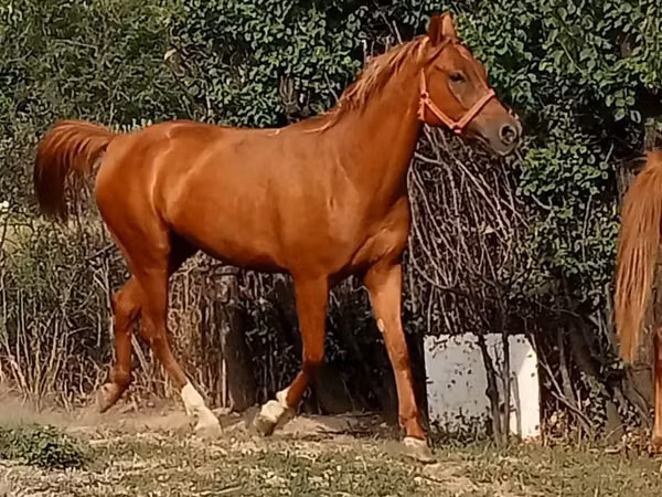 ঘোটকী, Arabian horse
