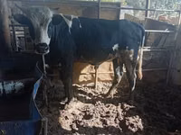 Bull, Cattle — photo 2