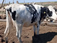 Vache, Race Holstein — photo 3