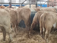 گاو و گوساله (گروه، جنسیت مشخص نشده), Simmental cattle — عکس 4