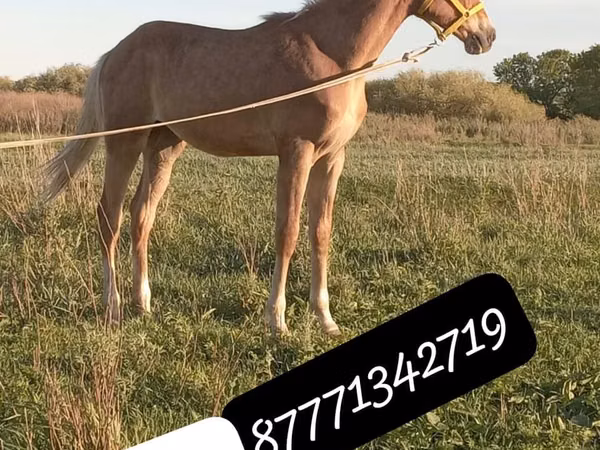 Horse (M), Anglo-Arabian