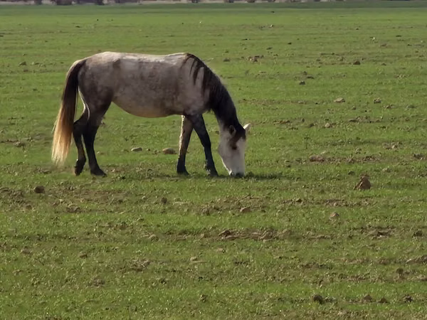 Mare, Horses — Kazakhstan