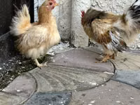 Chickens — عکس 4