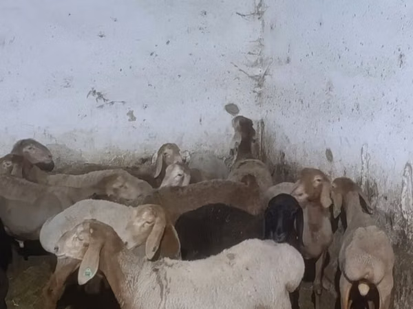 Ovan, Arashan sheep — Киргистан
