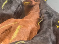 Skot (série, pohlaví neuvedeno), Simmental cattle — foto 3