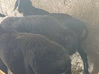 Ram, Sheep — photo 4